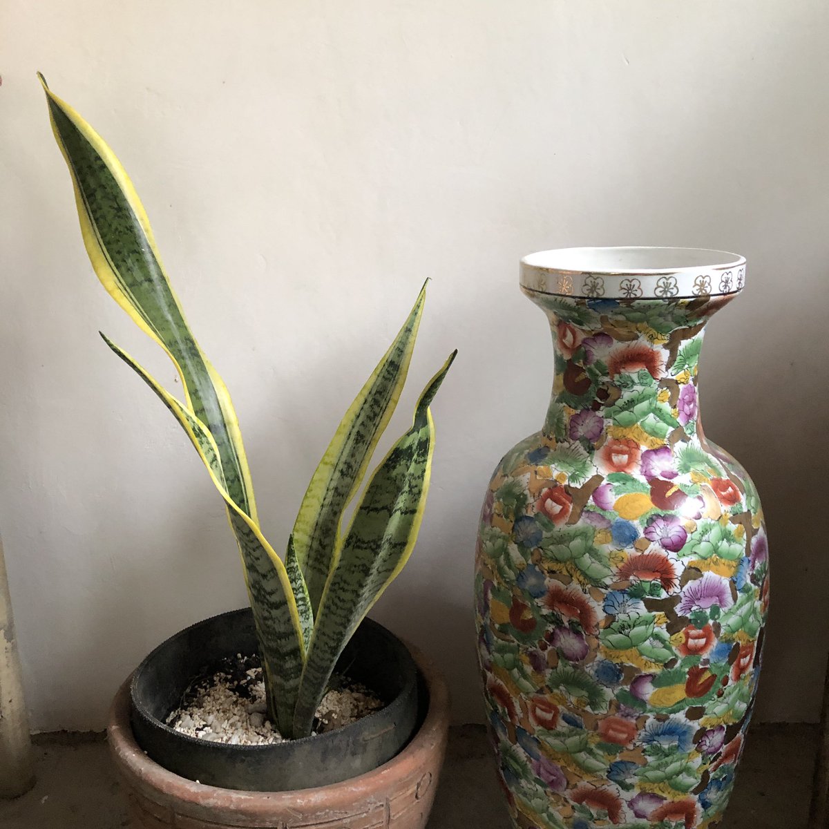 totallymamedeni's tweet photo. Mama’s plant project https://t.co/FDTYSRLouZ