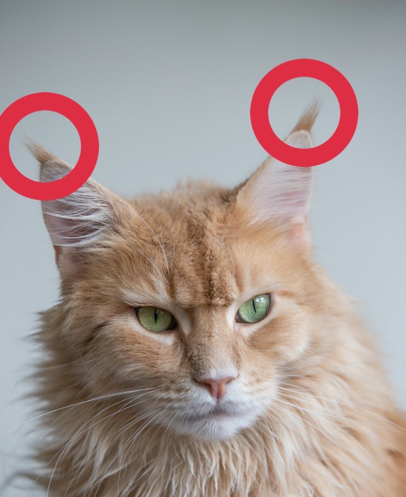 猫さんの 耳先のピンッとした毛 にはリンクスティップという名前があった みんなの耳毛画像で比較がはかどる 日本語だと房毛 Togetter