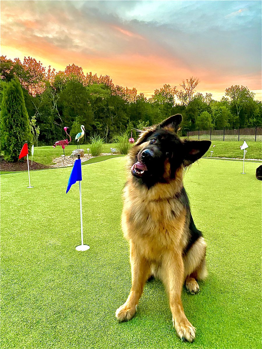 SlimDownDiva's tweet photo. @jctvweather  Puck is confused by the fur-cast...Rain everyday is messing with him stealing our golf balls! https://t.co/NAg8u71KwC