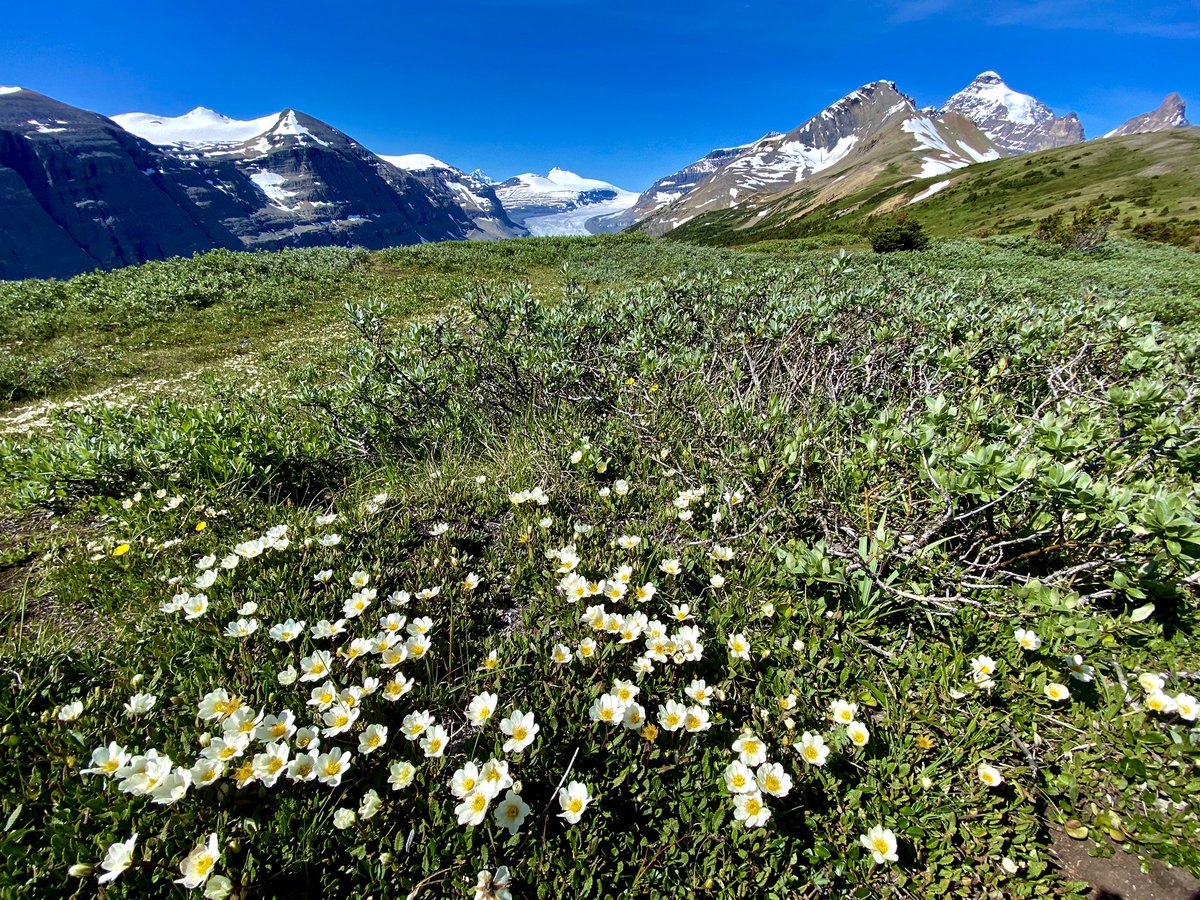 krauze_marta's tweet photo. Such a great #hike #ParkerRidge #CanadianRockies #hikingadventures #onthetrail #wilderness #myhappyplace https://t.co/Z7S0ceZ0T1