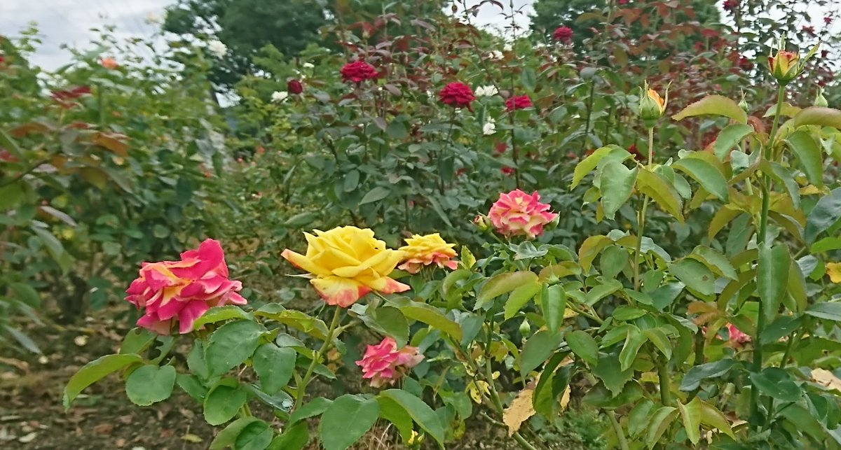 Rskバラ園 今日の Rskバラ園 手前の 絵日傘 は 咲き始めはほぼ黄色ですが少しずつ色が変わっていきます 奥の赤いバラは バルカロール 大賀ハス は つぼみと咲いた花と咲き終わった後が同時に見られます