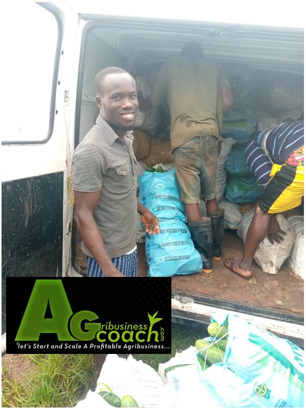 Pictures taken from third harvest. We've done the 6th harvest. We have 379 bags so far. 

Have you joined the agribusiness revolution? If you need guidance, AgribusinessCoach  has got you covered.