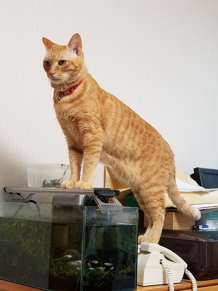 tyato_yuki's tweet photo. キリッとしてますが
そこに乗るのはやめてください

#猫好きさんと繋がりたい https://t.co/z1GUXeJiKb