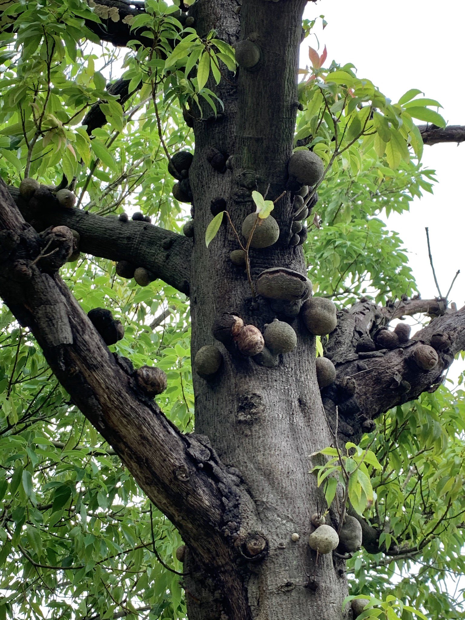 Leftbank51 アグレッシブ虫こぶ シラカシ T Co 0ool2di4zn Twitter