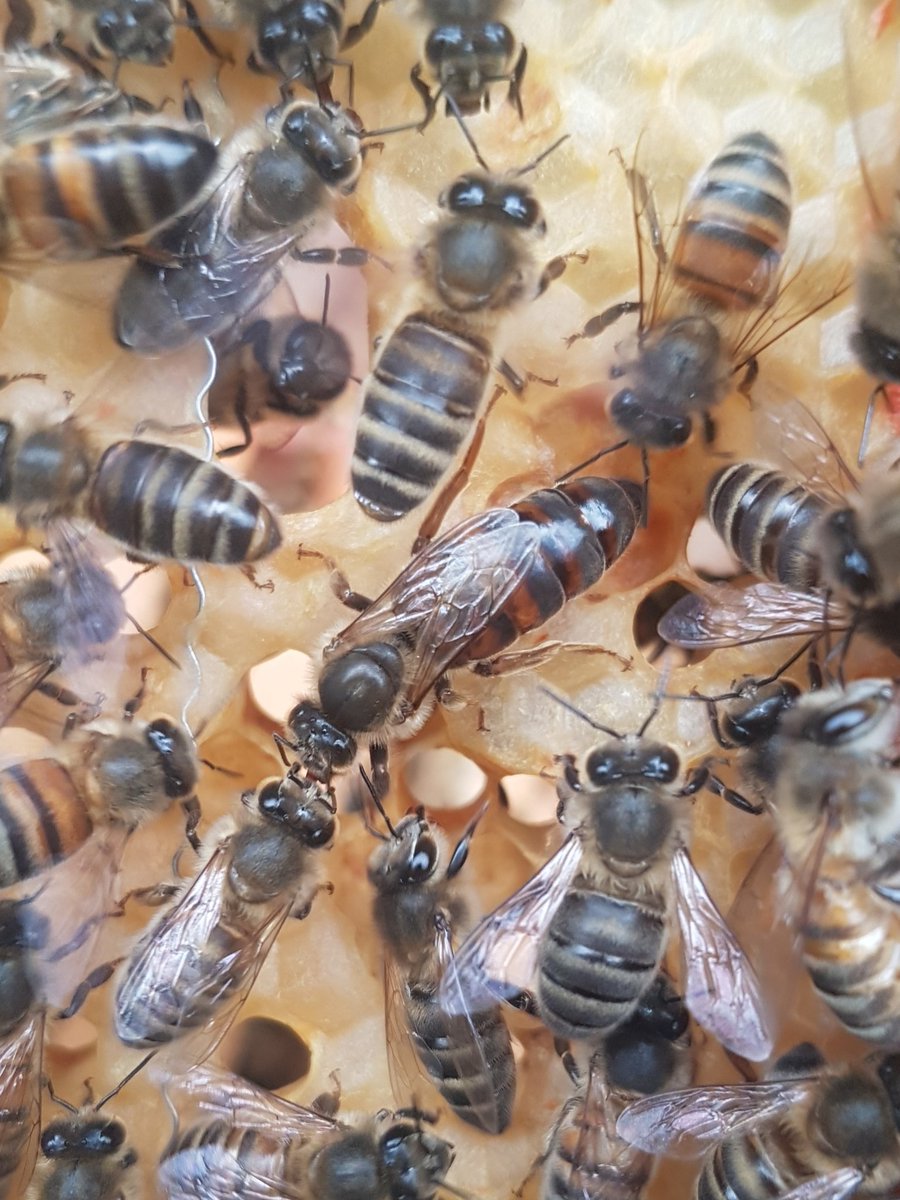 derbyshirecroft's tweet photo. Spotted one of this year's new queens on some cruddy old foundation at the back of the hive, but she's an absolute beauty! https://t.co/QG5Q4s9m8M