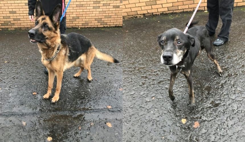 Scottish SPCA 🐾 tweet media
