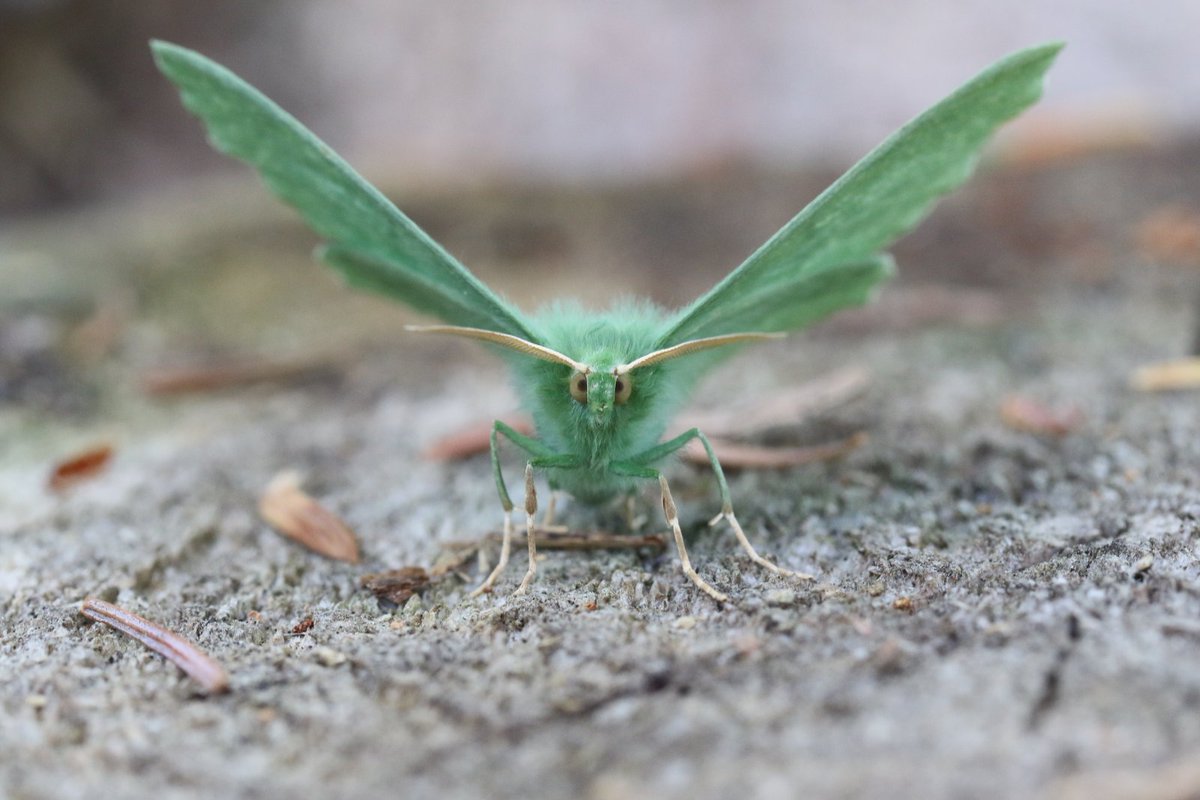 FritillaryLilly's tweet photo. Beautiful catch from yesterday. Near Aviemore #UKmoth. Large emerald https://t.co/x9lomCUxwB