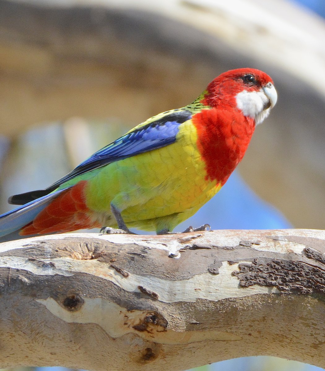  #Fluffenchops2020 ROUND 1 Part 1 (2/16)Left: Galah (Eolophus roseicapilla):  @ParrotOfTheDay VSRight: Eastern Rosella (Platycercus eximius):  @ParrotOfTheDay Who has the best  #Fluffenchops? Vote in the poll below! #Birds  #Ornithology  #TeamBird
