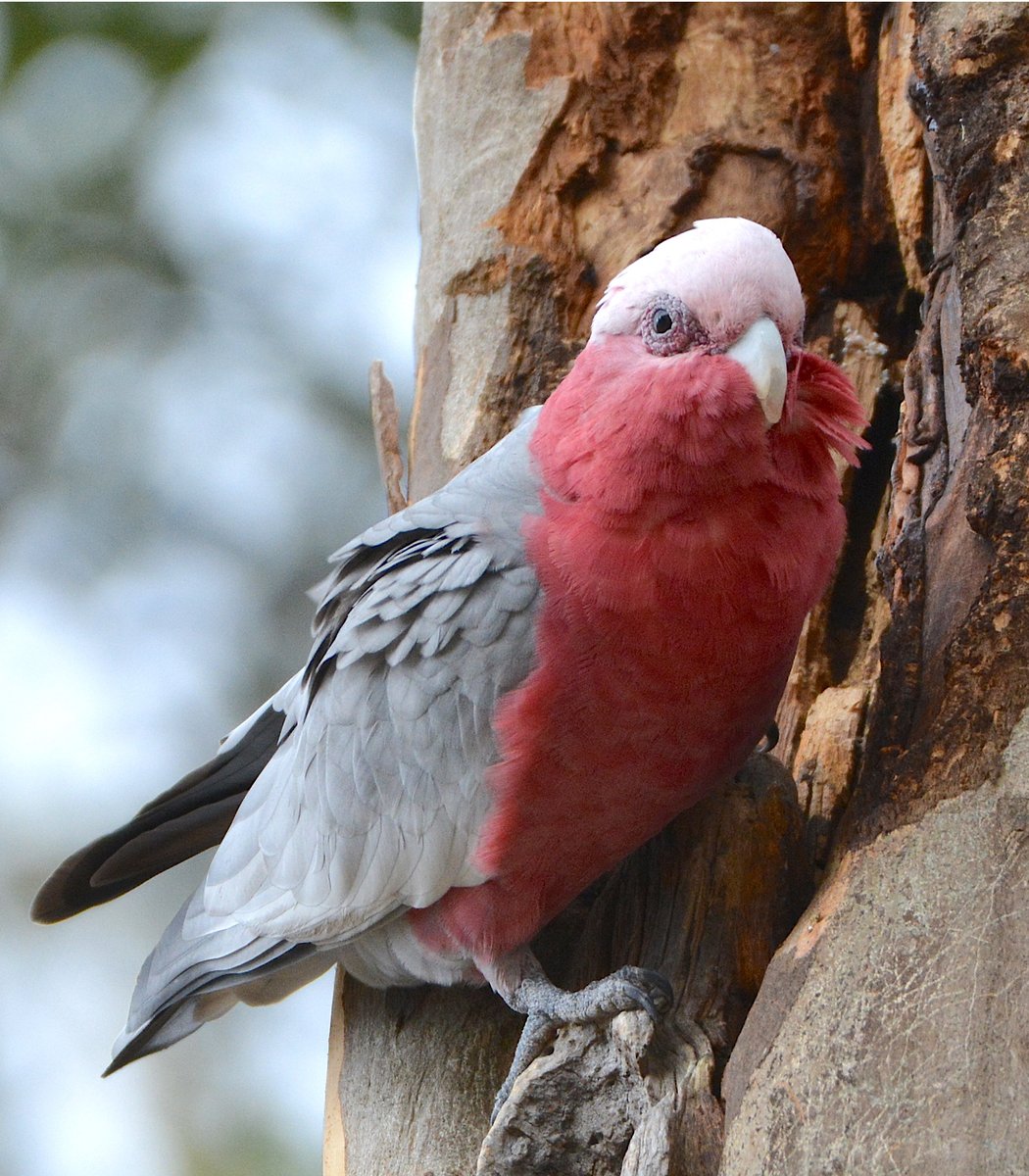  #Fluffenchops2020 ROUND 1 Part 1 (2/16)Left: Galah (Eolophus roseicapilla):  @ParrotOfTheDay VSRight: Eastern Rosella (Platycercus eximius):  @ParrotOfTheDay Who has the best  #Fluffenchops? Vote in the poll below! #Birds  #Ornithology  #TeamBird