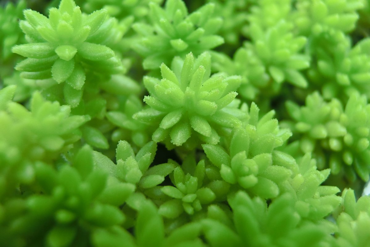 モリムラマンネングサ