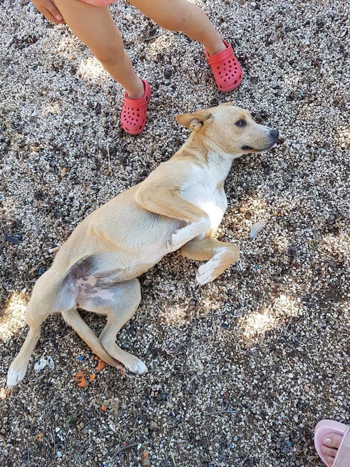 massimo4951's tweet photo. Ciao a tutti io mi chiamo Gemma , ho all'incirca un anno sono super brava amo tutti i cani e tutti i bimbi , i bimbi sono proprio un amore sapete ! Peso 15 kg e non adrò oltre ovviamente . Ci sta qualcuno che mi vuole ? Per maggiori info contattare Imma al +393662257985 https://t.co/dtfAiAvlBA