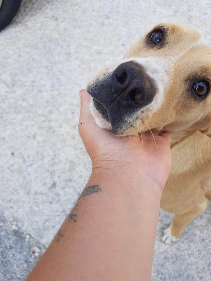 massimo4951's tweet photo. Ciao a tutti io mi chiamo Gemma , ho all'incirca un anno sono super brava amo tutti i cani e tutti i bimbi , i bimbi sono proprio un amore sapete ! Peso 15 kg e non adrò oltre ovviamente . Ci sta qualcuno che mi vuole ? Per maggiori info contattare Imma al +393662257985 https://t.co/dtfAiAvlBA