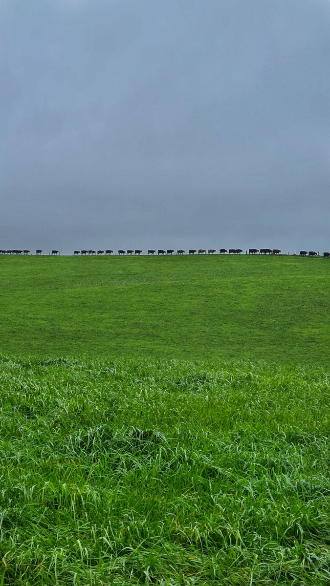 Cow conga on their way to tonight's fresh pasture