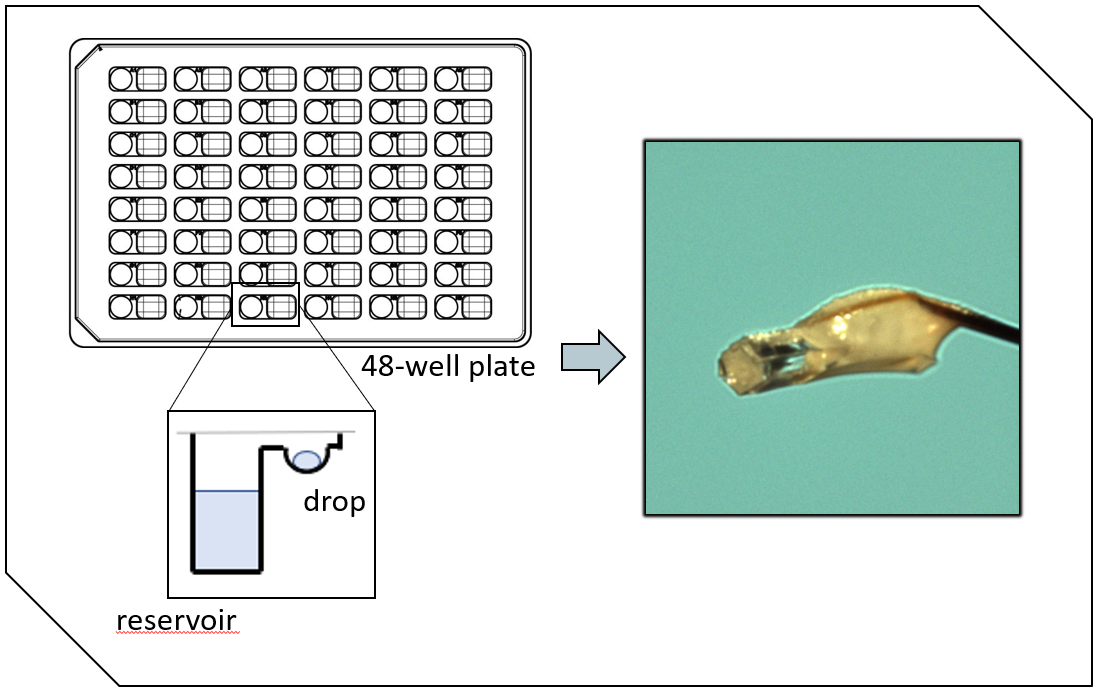 In this method, drops containing nucleic acids and crystallisation conditions are allowed to equilibrate with a larger reservoir. With the right conditions, crystal growth occurs. 10/29