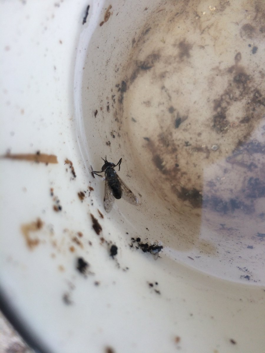 HorseflyHunters's tweet photo. Having had no horseflies in our home trap for ages we caught 2 clegs this weekend https://t.co/JzcPxjehfr