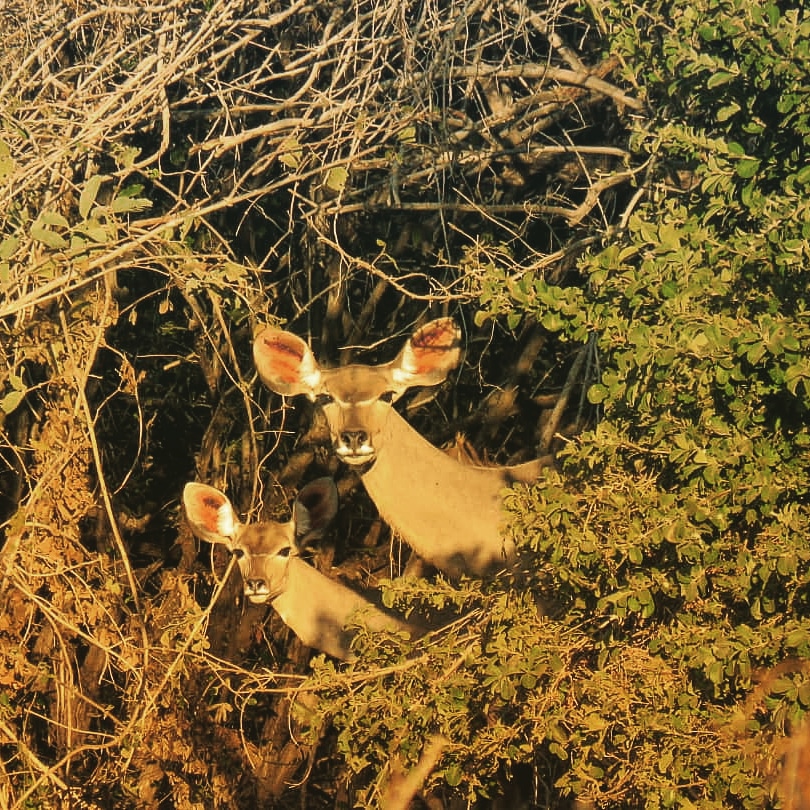 KavingaCamp's tweet photo. Morning - it's Monday! Have a happy week everyone! 🐾🇿🇼
📸: Dylan Browne
#kavingasafaricamp #manapoolszimbabwe #travelzimbabwe #kudu #bookyoursafari #nature #whyweloveafrica #dreamsafari #privateconcession #wildlifephotography #Canon #conservation #trulywild #uniqueexperience https://t.co/0Yc2SC5t2M