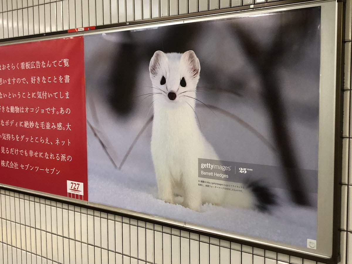 広告の概念をぶち壊す化粧品会社の広告 好きな動物はオコジョです 大好き Togetter