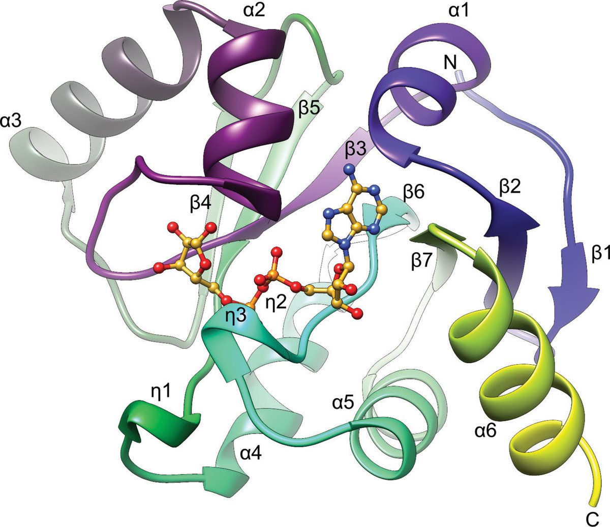 IUCrJ's tweet photo. Crystal structures of SARS-CoV-2 ADP-ribose phosphatase: from the apo form to ligand complexes @UChicago @argonne @UChicagoBMB @NIAIDNews @advancedphoton @NIH @doescience https://t.co/5m2rNAC7JE #SARSCoV2 #COVID19 #macrodomain #ADP #ribose #phosphatase #ADRP #openaccess https://t.co/Wn4ZMXxwWX