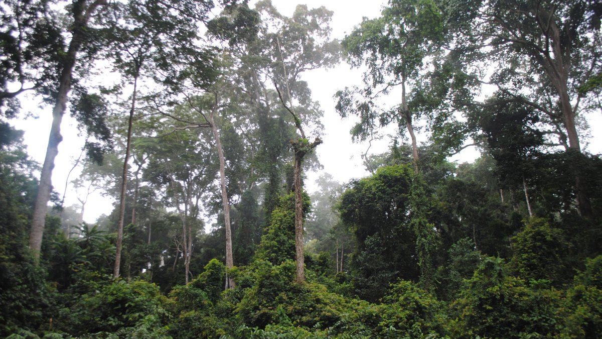 Forests around villages in Cameroon, where local people have been asked about their attitudes to eating wild meat (Photo: copyright Stephanie Brittain)