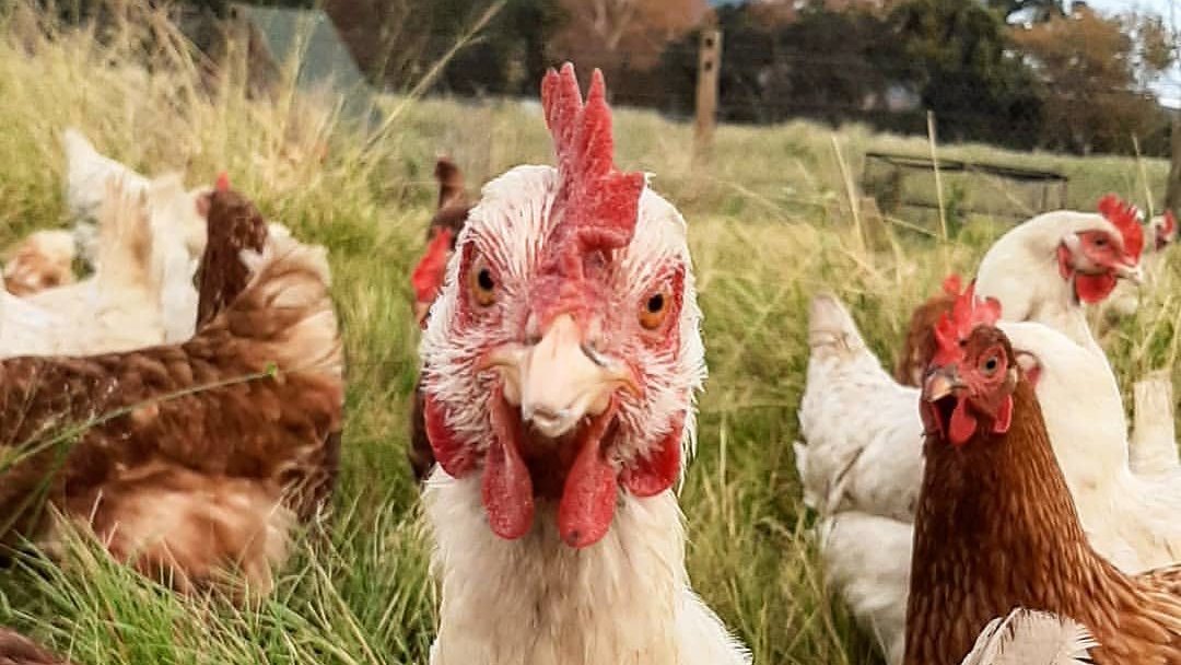 BoschendalFarm's tweet photo. The weekend is over already?? Luckily our layer hens work flexible hours and can lay in on Mondays.
.
.
.
๐ธ: Farmer Jason Carrol
#farmlife #layerhens #realfreerange #pastureraised #freerangeeggs #chickens #boschendal #franschhoek #stellenbosch #capewinelands https://t.co/8VwxehCvdF