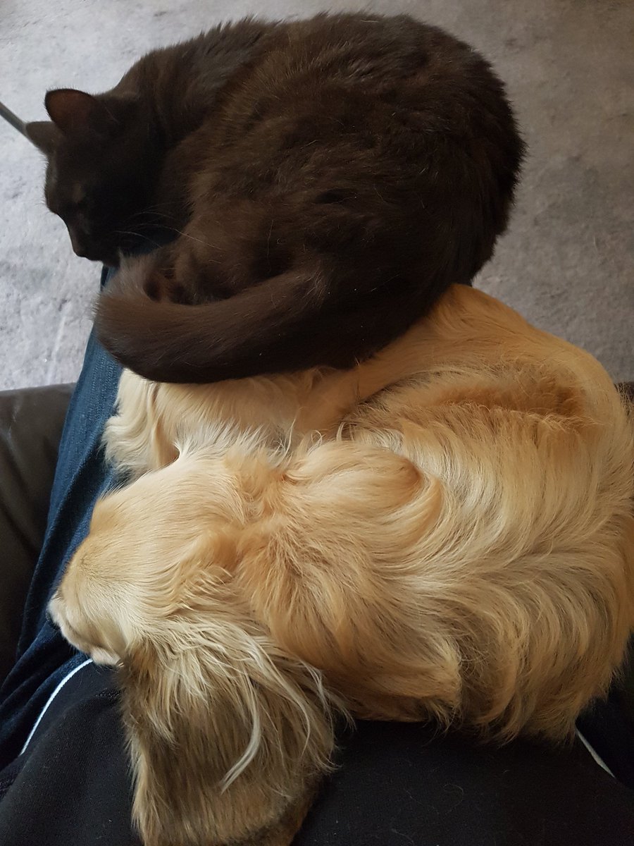 RachylBond's tweet image. #petcushion