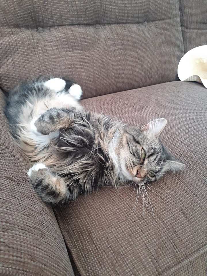 PickyVitie's tweet photo. Good morning kitties! It appears to be sunny over here at the moment, so today I plan to spend most of the day doing this...xx #CatsOfTwitter #CatsOnTwitter #LazyCats #cats https://t.co/A0R0BMLYRm