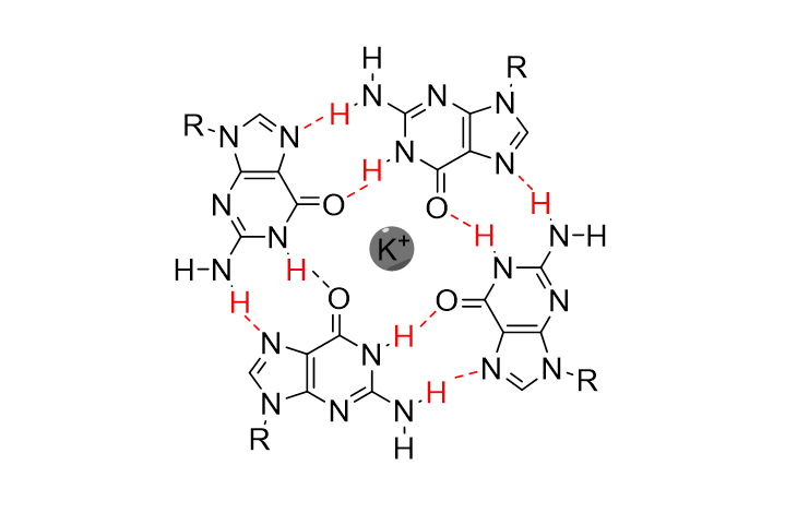 In these structures, four guanine bases can associate through what is called Hoogsteen hydrogen bonding to form a square planar structure called a guanine tetrad, stabilised by a cation, usually potassium or sodium. 20/29