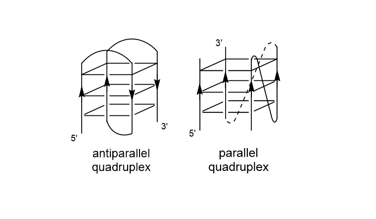 And these tetrads can then stack on top of each other to form the 3D structure. Now, depending on how the guanine bases are arranged, a quadruplex can adopt several topologies: parallel, antiparallel or a mix of both. 21/29
