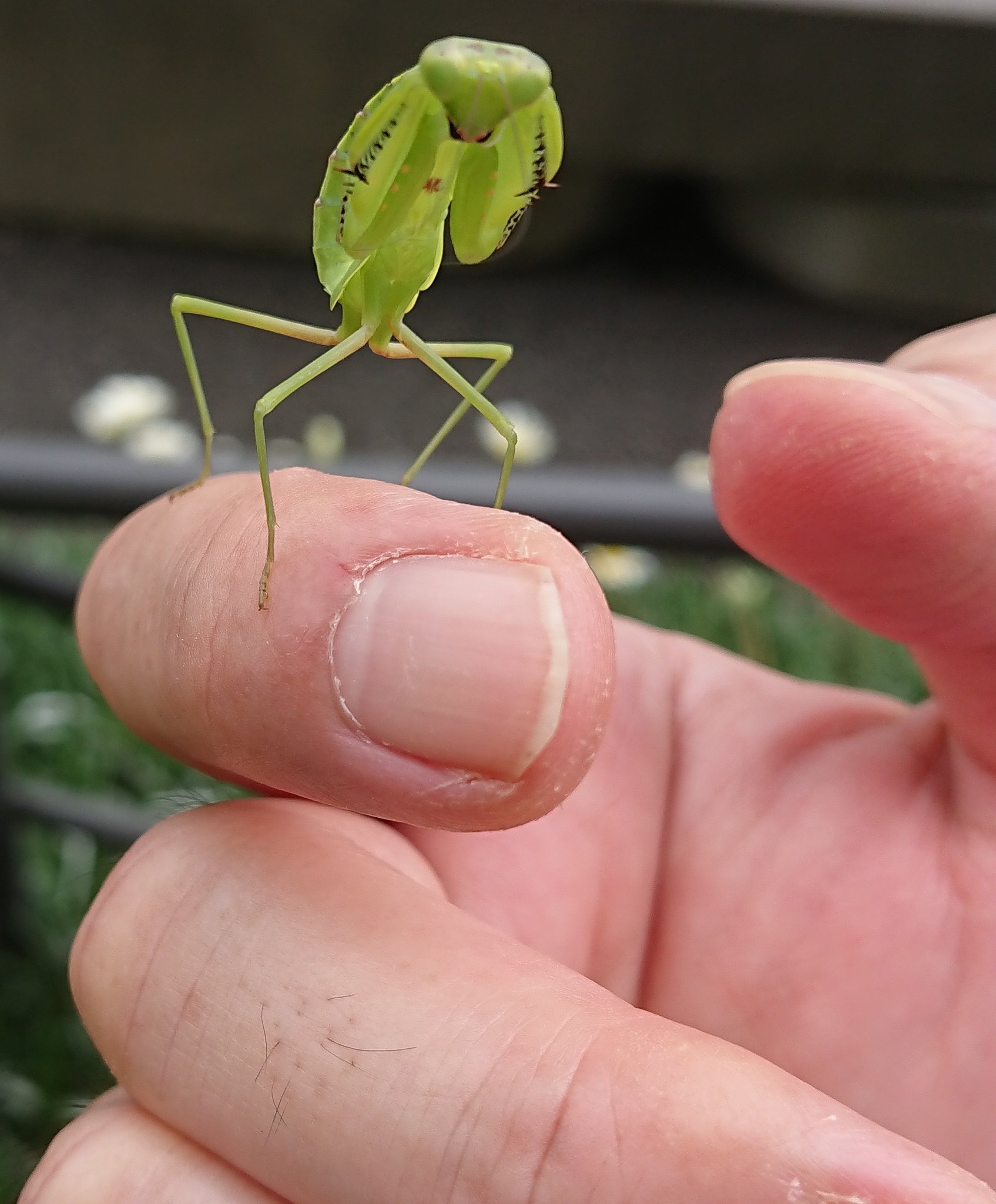 いっとうさい Kentaha2ktp Wbjyakko カマキリは北海道にはいないので子供 となるとさらに貴重なショットです ああ憧れのカマキリ Twitter