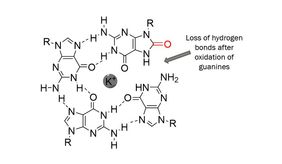 What I expected was a destabilisation of the whole structure explained by the loss of hydrogen bonds after oxidation of guanines in oxoguanines. 23/29