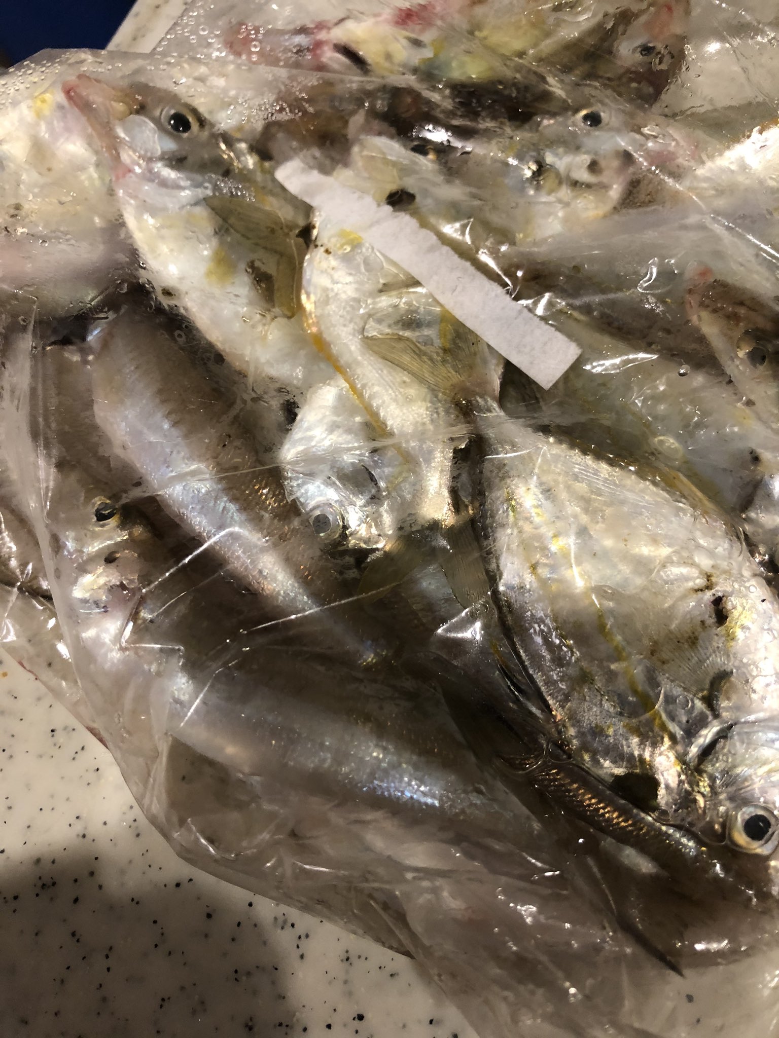 レイ 日曜日 土砂降り前にキス釣りしたけどあまり釣れずにヒイラギ トンマ 祭り キスは美味しくフライにしました キス 釣り 梅雨明け 大雨警報 釣り人の特権 小戸公園 糸島市 能古渡船場 釣りのポイント 室見川 レイ 日曜日 土砂降り前にキス釣りしたけどあまり釣れずにヒイラギ トンマ 祭り キスは美味しくフライにしました キス 釣り 梅雨明け 大雨警報 釣り人の特権 小戸公園 糸島市 能古渡船場 釣りのポイント 室見川