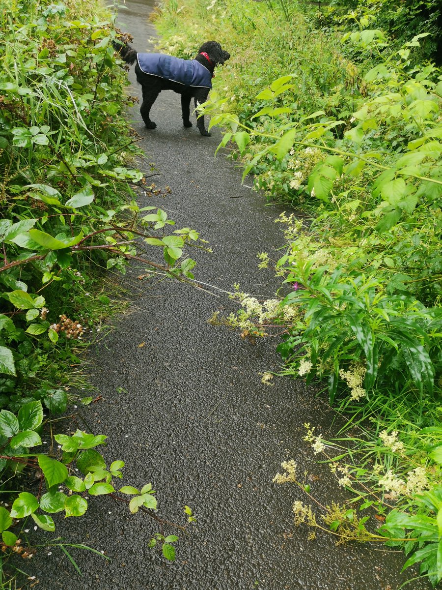 LizzyDxn's tweet photo. @SouthLanCouncil path nearly impassable do to overgrown hogwred. Which is dangerous if touched. The path is next to the bandstand in cambuslang Park. Under the bridge https://t.co/EK2ZJkI3bJ