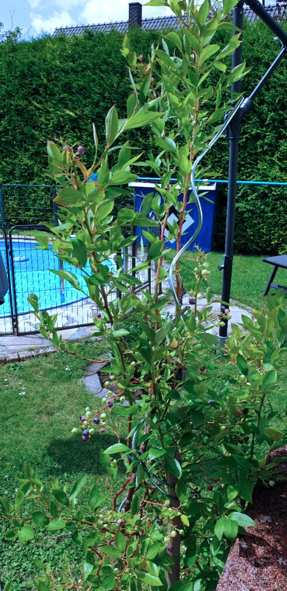 rosajeruszka's tweet photo. We can get fruits too from the garden .
By my sister-in-law..!! Hehehe ππππΉπβ
#apfell ,#blueberry ,#oliven, #winebeery,#strawbery ..! https://t.co/H70GveI7l5