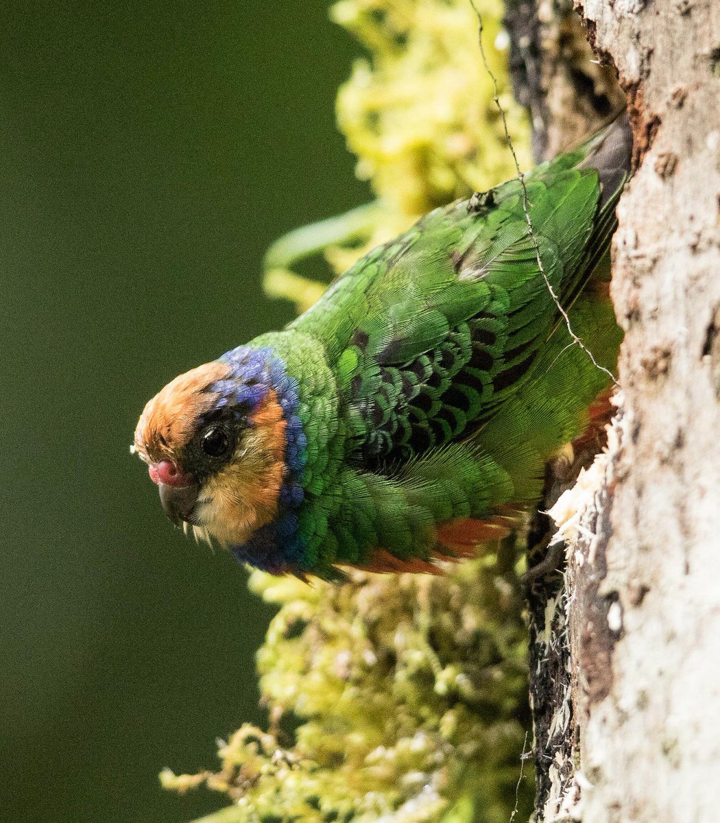  #Fluffenchops2020 ROUND 1 Part 1 (1/16)Left: Sun Parakeet (Aratinga solstitialis): Dubi ShapiroVSRight: Red-breasted Pygmy Parrot (Micropsitta bruijnii): Eric VanderWerfWho has the best  #Fluffenchops? Vote in the poll below! #Birds  #Ornithology  #TeamBird