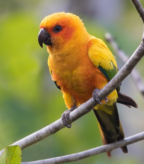  #Fluffenchops2020 ROUND 1 Part 1 (1/16)Left: Sun Parakeet (Aratinga solstitialis): Dubi ShapiroVSRight: Red-breasted Pygmy Parrot (Micropsitta bruijnii): Eric VanderWerfWho has the best  #Fluffenchops? Vote in the poll below! #Birds  #Ornithology  #TeamBird