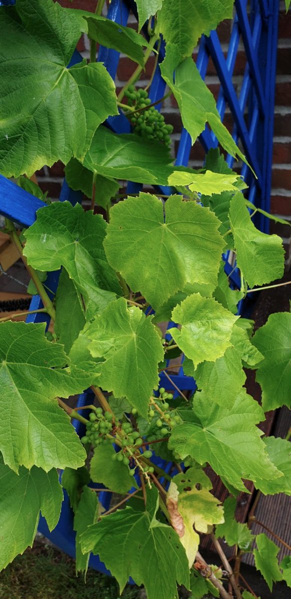 rosajeruszka's tweet photo. We can get fruits too from the garden .
By my sister-in-law..!! Hehehe ππππΉπβ
#apfell ,#blueberry ,#oliven, #winebeery,#strawbery ..! https://t.co/H70GveI7l5