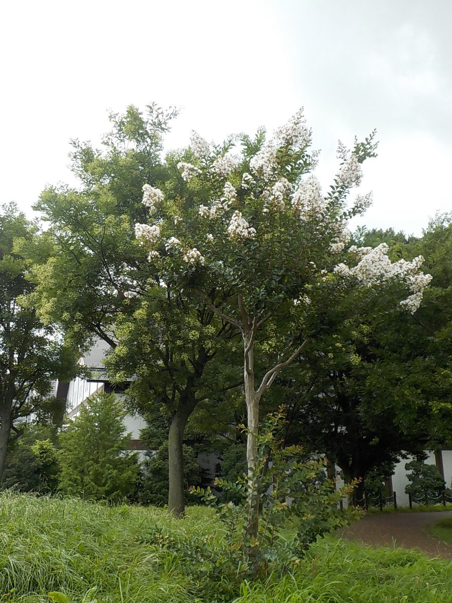 都立汐入公園 Ar Twitter サルスベリ 百日紅 汐入公園では 毎年暑さに強いサルスベリ ピンク 白 が咲き始めました さらに紅色の魅力的な サルスベリが咲くのを待っています ぜひ観覧してみては 荒川区 ミソハギ科