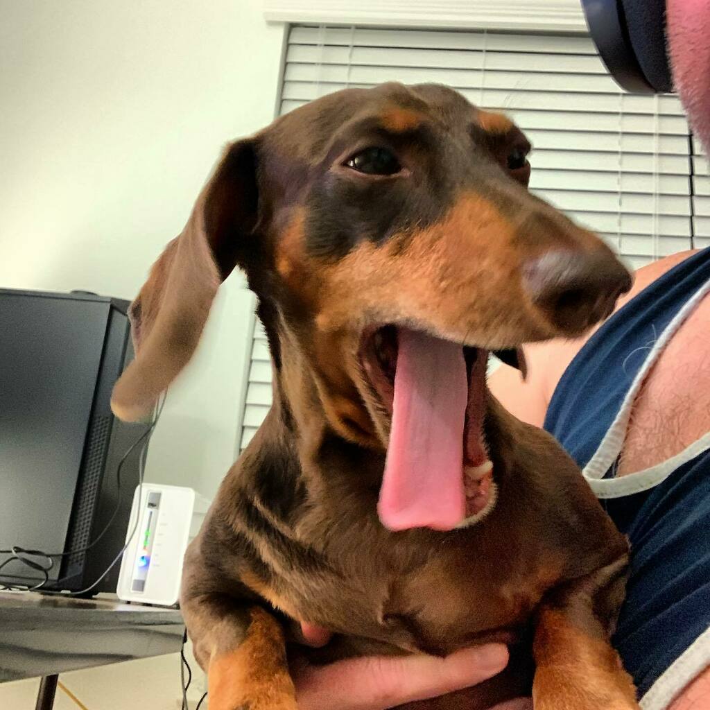 rhuntington3's tweet photo. Whatddya mean tomorrow is Monday? #chocolateandtan #dachshund #chocolateandtandachshund #dachshundsofinstagram #instadachshund #ilovemydachshund #instdog #ilovemydog https://t.co/1BMwWlA6VB https://t.co/zP3T64xCCK