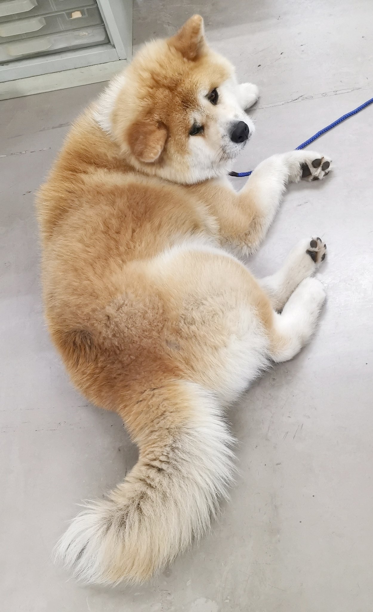 Twitter 上的 あきほ 秋田犬会館 困り顔に撮れました T Co Unpd6r9zai Twitter Twitter 上的 あきほ 秋田犬会館 困り顔に撮れました T Co Unpd6r9zai Twitter