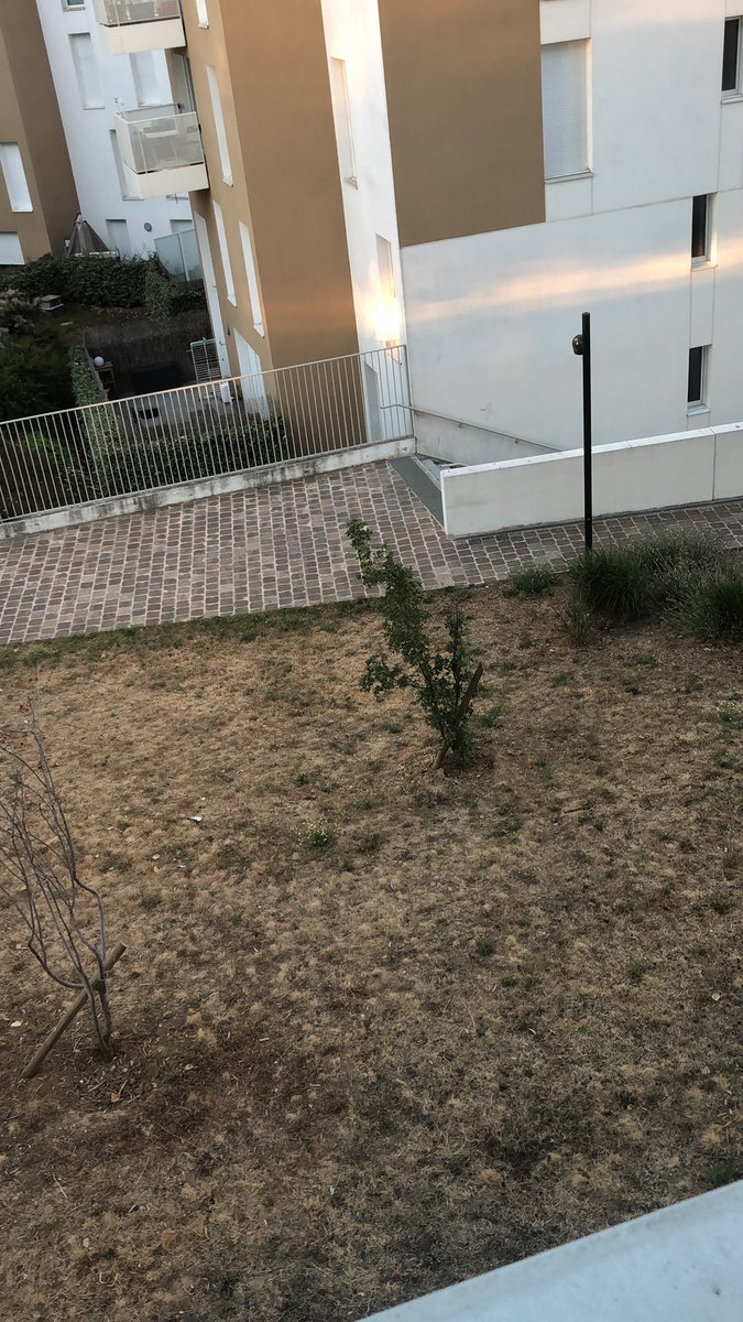 Balcons92's tweet photo. Comme chaque année cette pauvre pelouse est encore brûlée car personne ne l’arroses jamais. Cette partie extérieur est communale, pouvez-vous faire en sorte que vos services techniques interviennent dessus plus régulièrement @VilledeBagneux svp?
Merci
@MHAmiable https://t.co/dDaM5CT1el