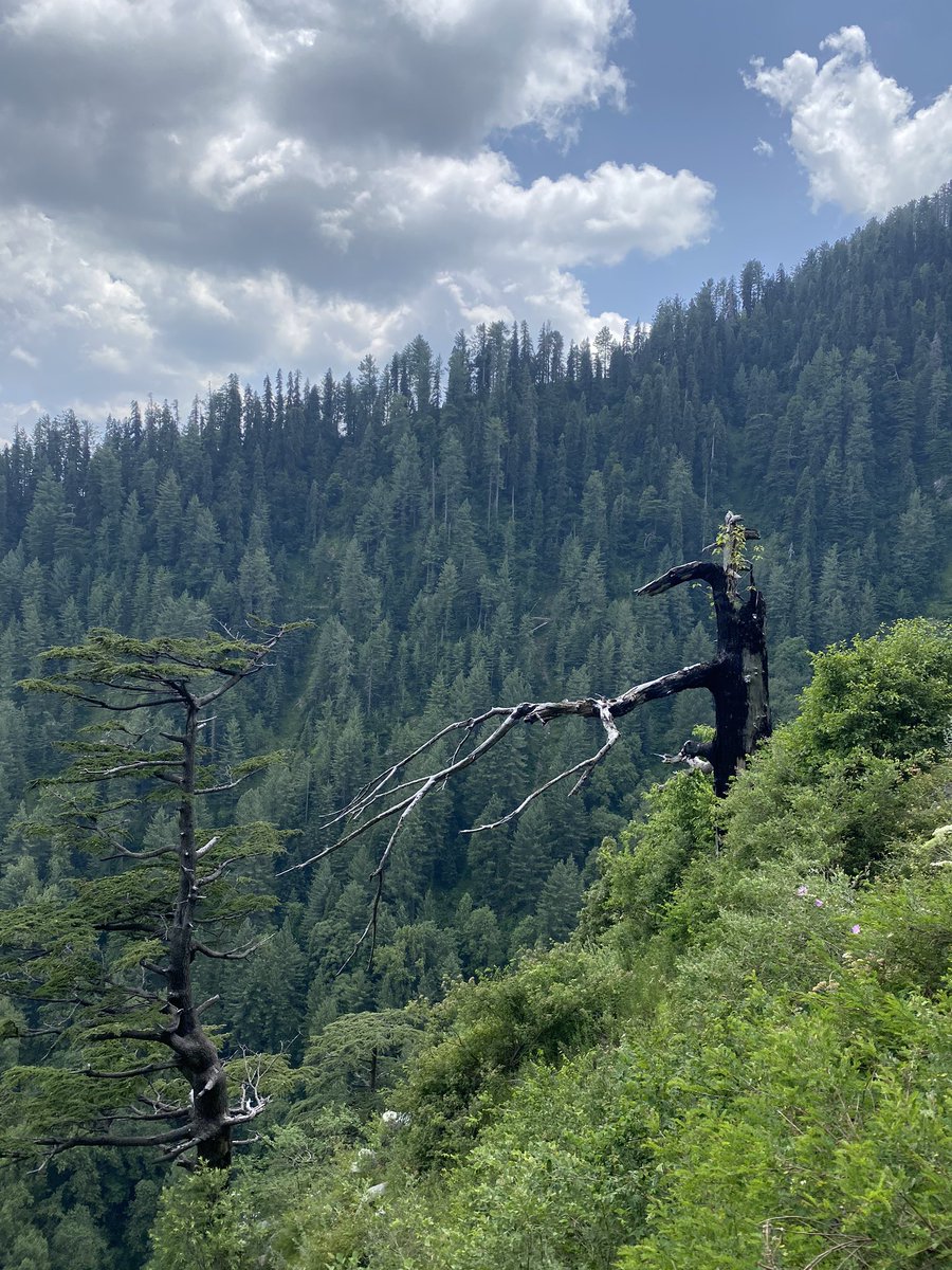 Did the well known pipeline walk. Starts in Dungagali bazar and ends in Ayubia (or vice versa) - goes through one of Pakistan’s best examples of Himalayan coniferous forest - animals found here include the leopard and the golden eagle