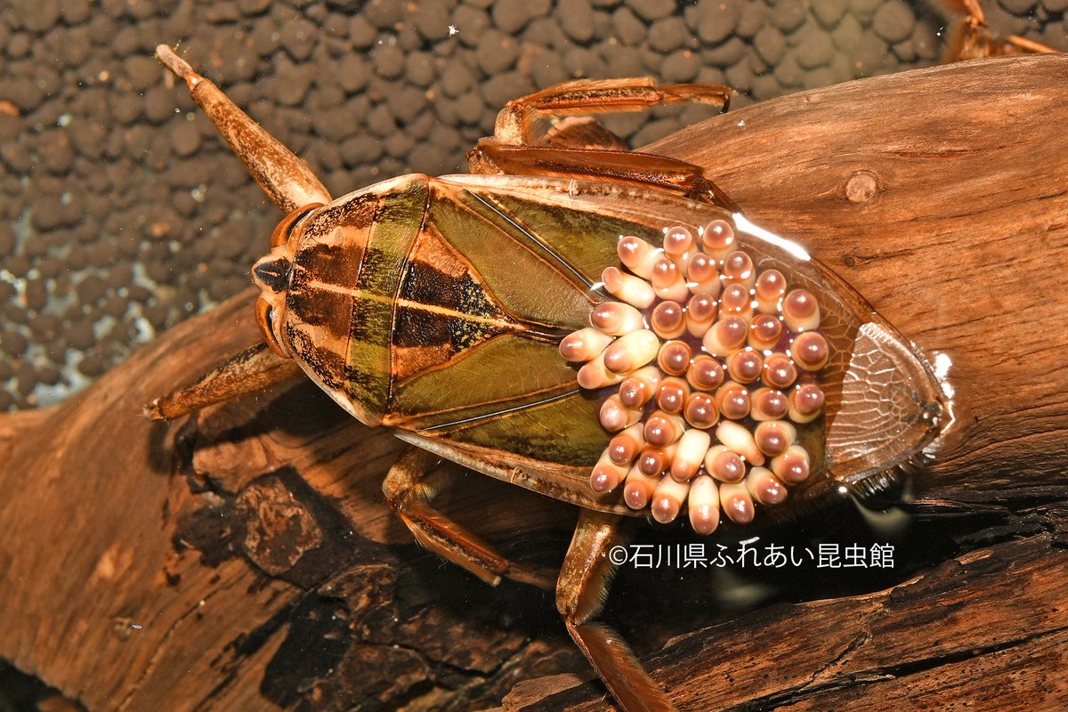 石川県ふれあい昆虫館 本日よりタガメモドキの生体展示を開始しています この日にあわせて産卵させたので 展示水槽のオスは卵 を背負っています 体長約7cm 前脚まで入れると9cmとかなり大きいです 情報としては知っていましたが 実際に背中に卵を背負っ