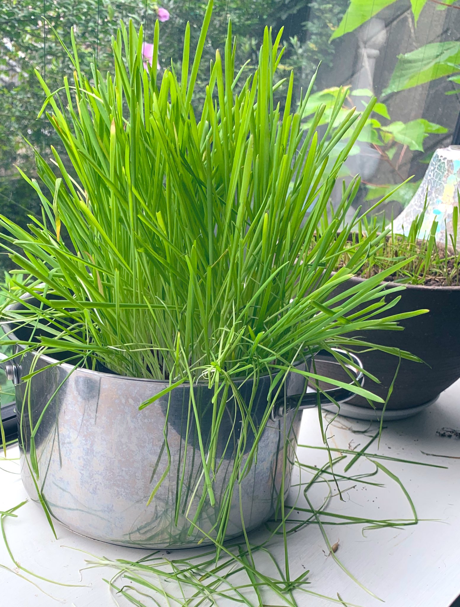 元鈴木さん 爆発したネコ草を買いました 猫達は案の定喜んでモリモリ食べてたんで 良い買い物をしたと思ってます ところでアリアナグランデって可愛いですよね 猫にポニーテールがあったらもっと可愛いかも と思ったこともありましたが ポニーテール