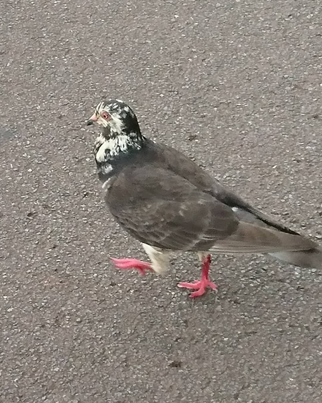 ファンキーol奈々 映画 恋い焦れ歌え ミテネ 雷鳥のような ちょっと珍しい模様の鳩ちゃん 鳩 ハト はと Dove 雷鳥 ライチョウ 斑模様 まだら模様 Pigeon T Co Gujfpnvt9n T Co Ptzzcfbqmf Twitter
