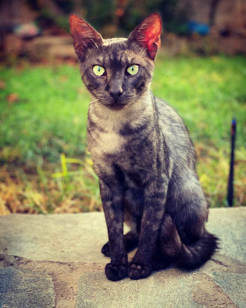 kapaniris's tweet photo. Good morning everyone 🐱 via Facebook https://t.co/ObQcv3RxAD https://t.co/ECuTTJ6Vu3