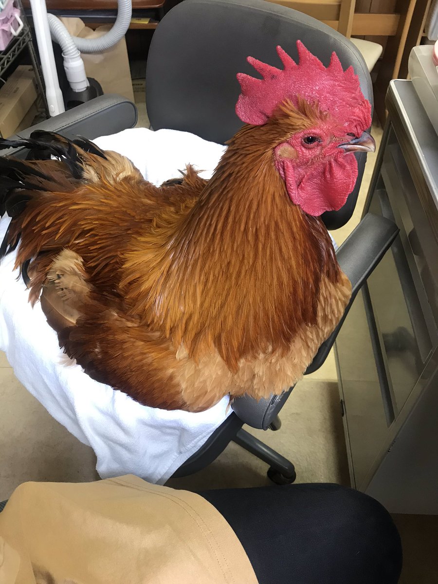 コッコ 名古屋コーチン Twitterren コッちゃんお仕事お手伝いしてくれるんですよ 書類とかね 上手に床に落としてくれるんだよね T Co Wkputas7zv Twitter