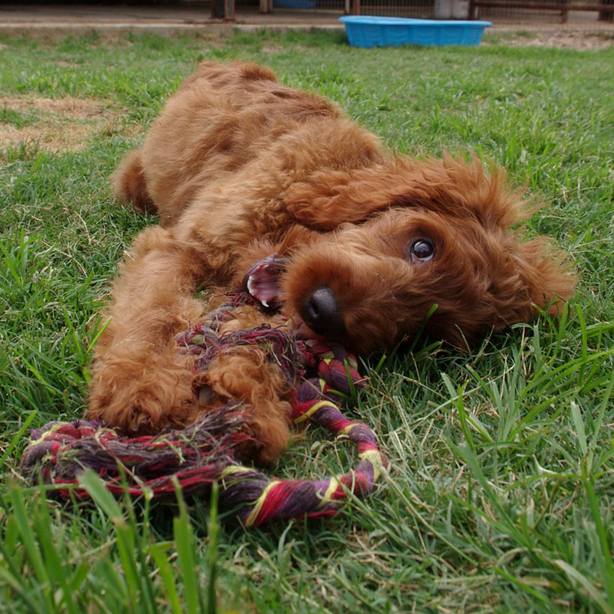 ksmutthut's tweet photo. We've got so much #MondayMotivation that we're just going to lay down here for a while and wait for #Tuesday! 😜🐕💞 #MotivationMonday #Motivation #Doggo #Pupper #DogBoarding #DoggieDaycare #DogGrooming #Brenham #Texas https://t.co/LcTbFh5iQF
