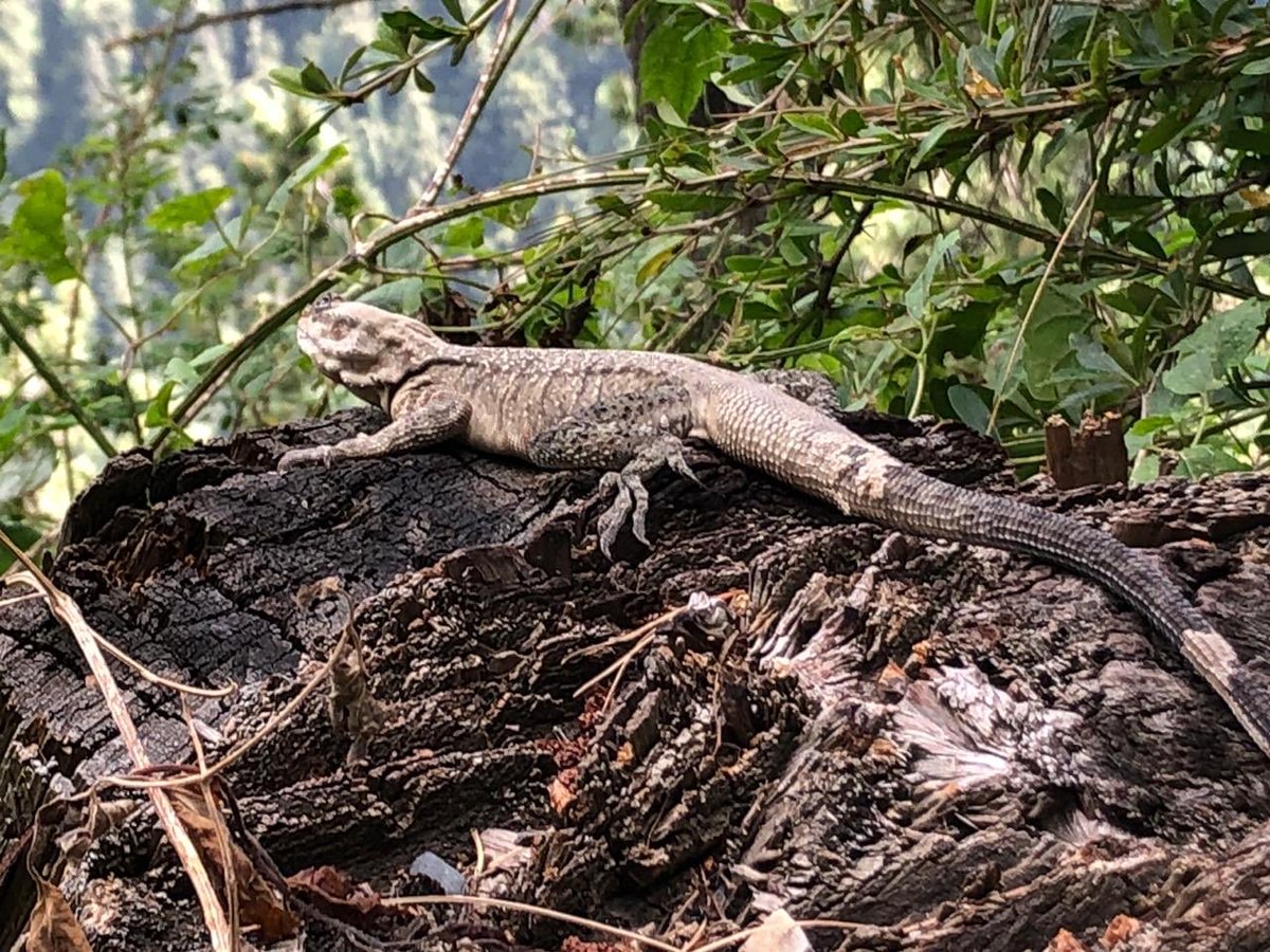 On the pipeline walk also saw a large lizard - looked liked a monitor - the leopard I was told stays in the higher reaches of the forest in summer