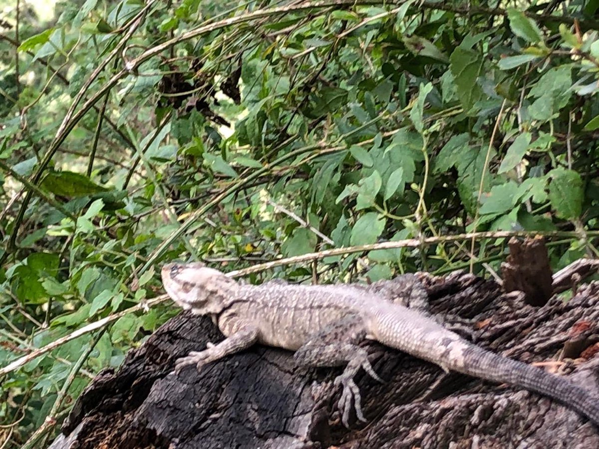 On the pipeline walk also saw a large lizard - looked liked a monitor - the leopard I was told stays in the higher reaches of the forest in summer