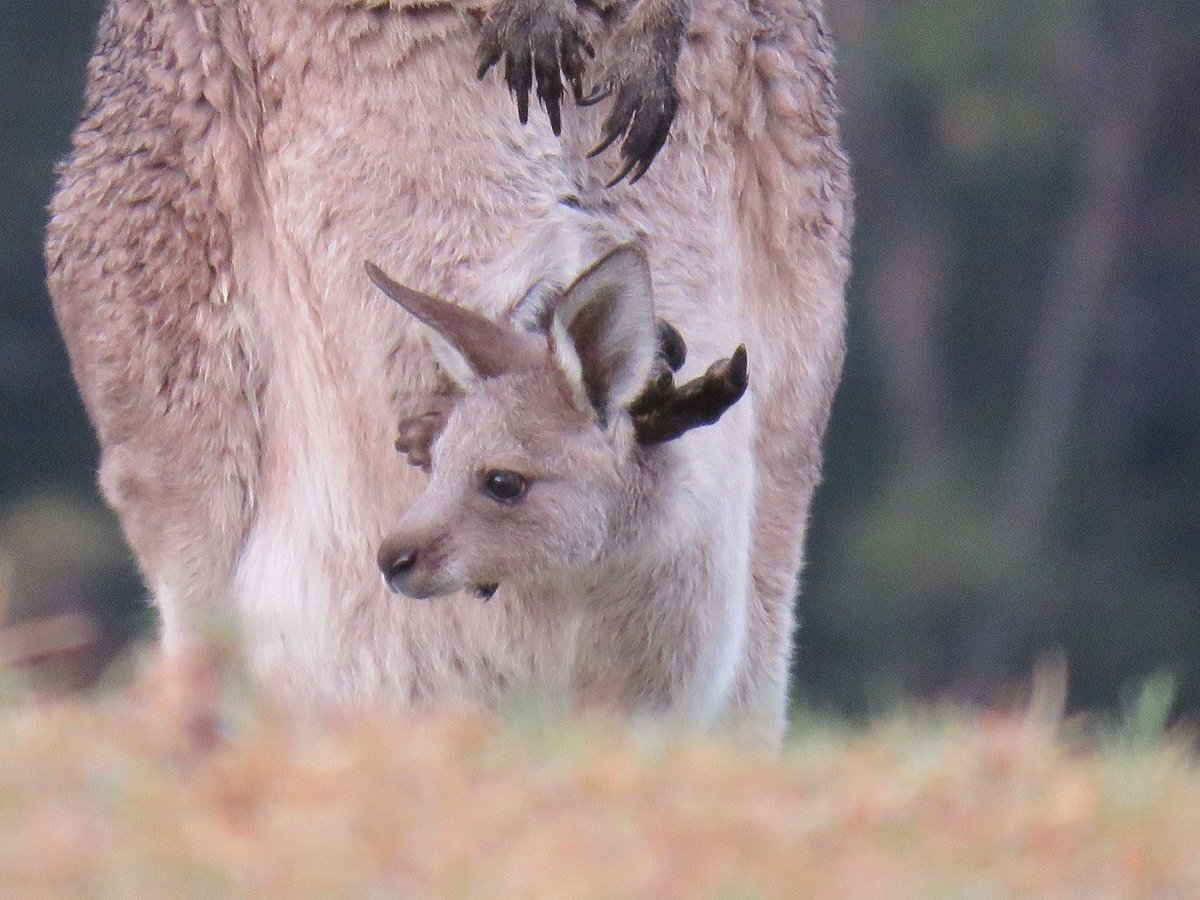 TravellingLindfields tweet media